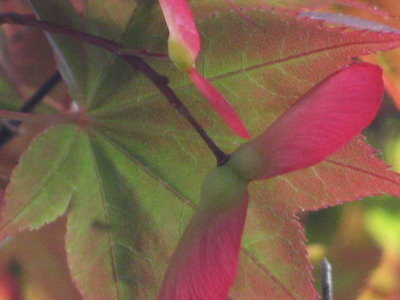 朝の庭から　可愛いもみじの花？