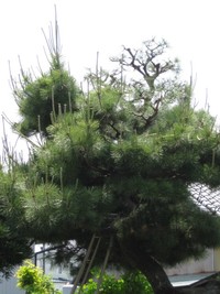 ２年越しのすてきな庭師！！