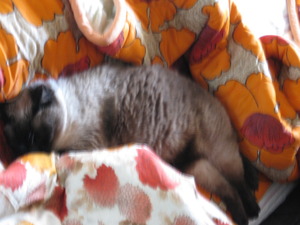 春眠 ♪