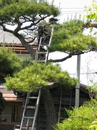 松とみごとな庭師さんの技　♪