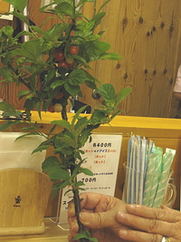 仲良く発酵 ♪