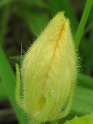 かぼちゃの花が・・・