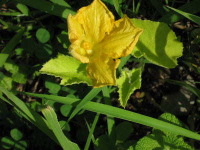 かぼちゃの花が・・・