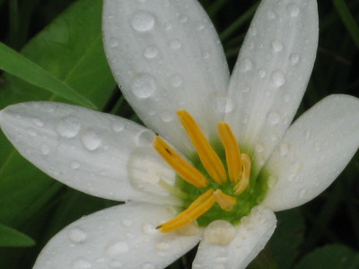 おじぎ草　開花♪