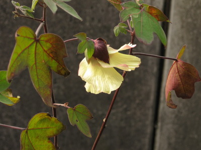綿の花が咲きました♪