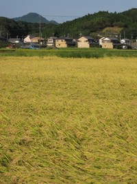 和製紅茶と焼菓子　♪