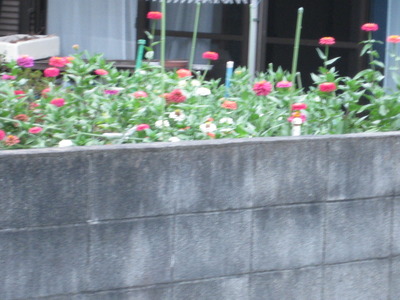 お隣の花♪