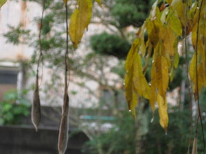 露の朝・・・
