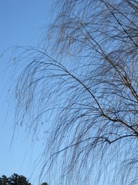 掛川の柳