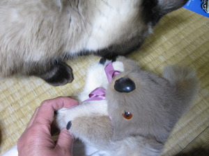 今日から・・・