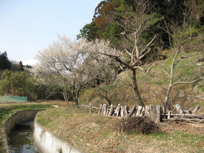 春のはじまり・・・