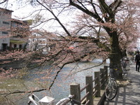 高山まつり行