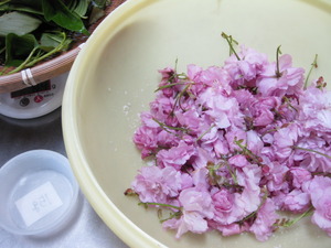 桜の花の塩漬け