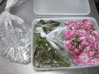 桜の花の塩漬け