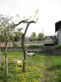 定休日の庭仕事