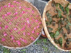 桜の花干し　