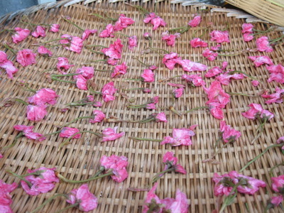 桜の花干し　