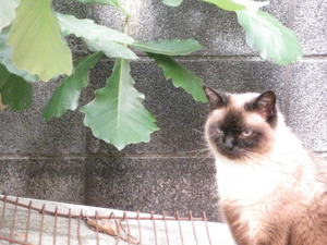猫と柏
