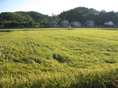 お初　栗ごはん