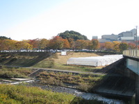 栃もち