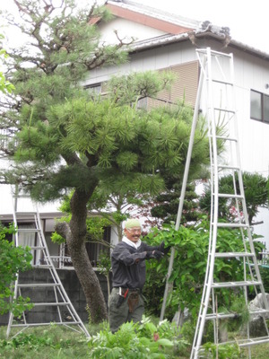庭師さんの仕事
