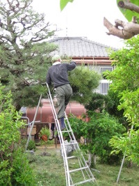 庭師さんの仕事