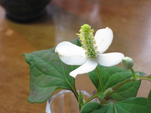 ドクダミの開花