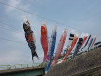 花見 2010/04/05 23:13:27
