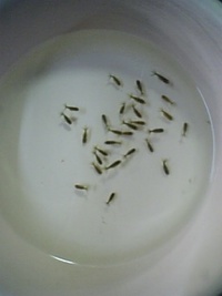 子育て中金魚青仔達””