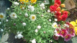 ヘリクリサム・花かんざし♪