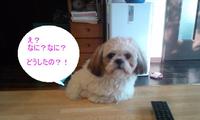 愛犬恋ちゃんの日常…； 2011/01/26 00:10:00