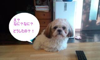 愛犬恋ちゃんの日常…；