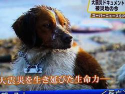 被災動物レスキュー☆