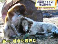 被災動物レスキュー☆ 2011/03/17 12:57:23