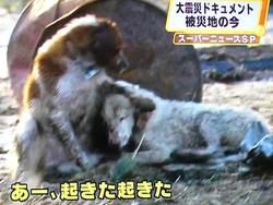 被災動物レスキュー☆