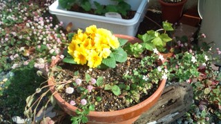 さくらの絨毯と春の花々♪