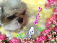 愛犬シモンちゃんは旅立ちました☆２－２ 2010/03/10 15:02:00