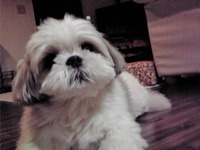 愛犬シモン顔晴る☆ 2010/01/25 21:45:03