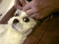 マッサージ犬☆うっとり愛犬シモン♪ 2009/07/11 17:12:45