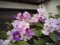ありがとうございます＆お断りm(__)m 2009/10/21 23:08:35