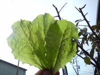 家庭菜園の菜っ葉☆ 2009/11/05 17:16:00