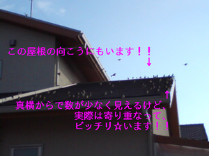 太ったスズメの大群…