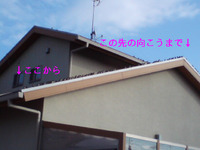 太ったスズメの大群… 2009/12/23 21:23:29