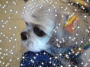 お正月準備☆２０１０年景気良くいらっしゃ～い♪