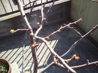 春、感じます♪ 2010/02/21 09:29:00