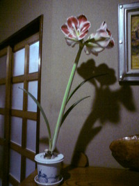 し・ら・べ・は・アマリリス～♪ 2010/03/03 22:27:19