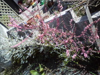 お気に入りの花 2010/03/17 18:17:10