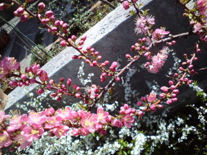お気に入りの花