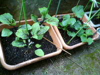 家庭菜園と庭の花たち。。 2010/05/23 20:22:09