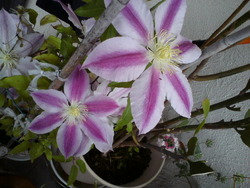家庭菜園と庭の花たち。。